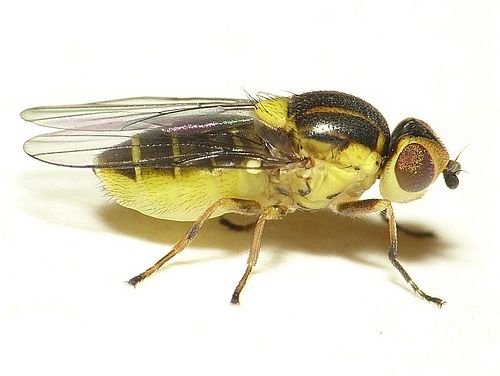 Chlorops pumilionis